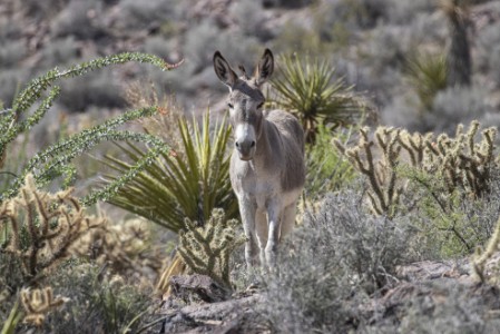 Burro am Oatman Highway in Arizona