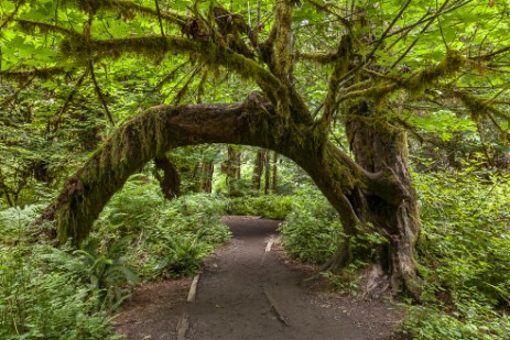 Hoh Rain Forest im Olympic Nationalpark