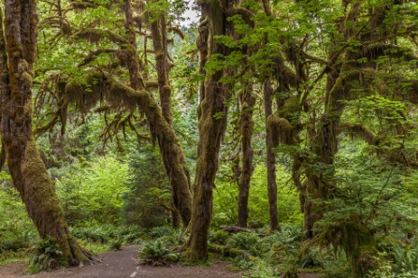 Hoh Rain Forest im Olympic Nationalpark