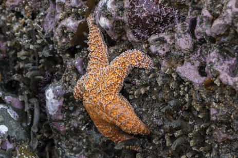 Seestern am Ruby Beach im Olympic Nationalpark