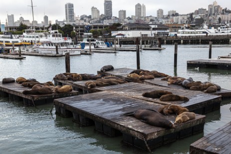 Seelöwen am Pier 39 an Fishermans Wharf