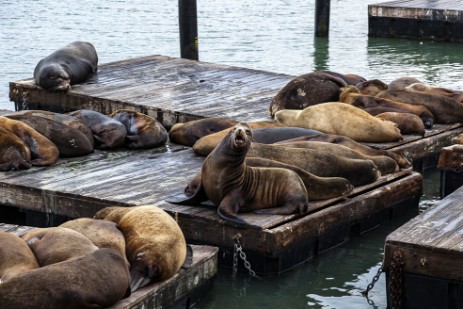 Seelöwen am Pier 39 an Fishermans Wharf