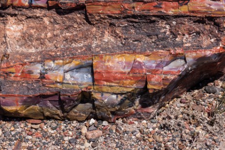 Crystal Forest im Petrified Forest Nationalpark