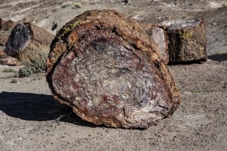 Petrified Forest Nationalpark Crystal Forest