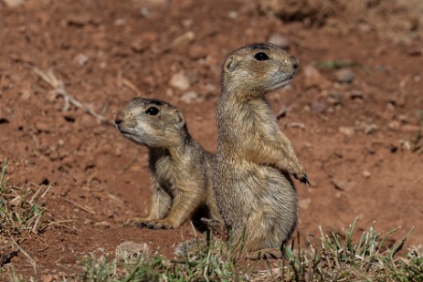 Prairiedogs