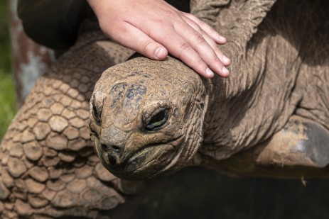 Riesenschildkröte in Reptile Gardens in Rapid City