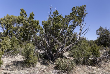 Walnut Canyon - Rim Walk