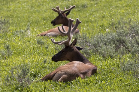 Wapiti