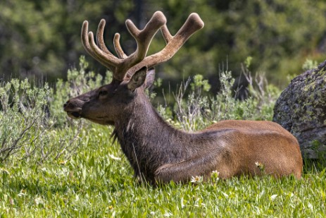 Wapiti