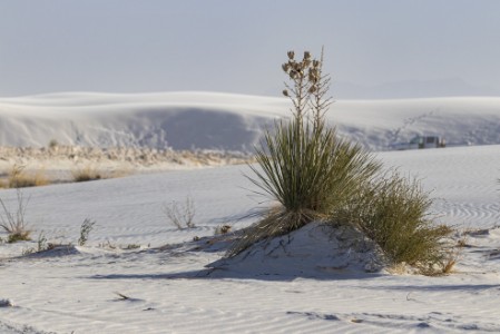 White Sands