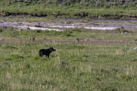 Wolf im Lamar Valley