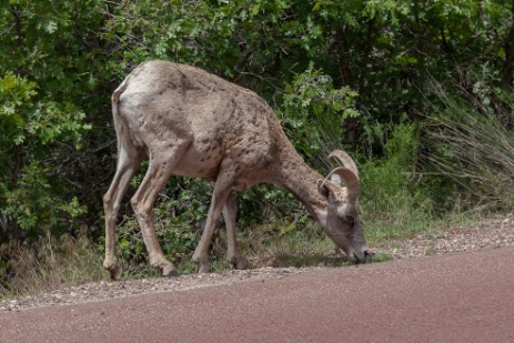 Bighorn im Zion Nationalpark