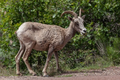 Bighorn im Zion Nationalpark