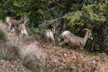 Bighorns im Zion Nationalpark