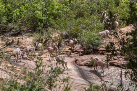 Bighorns im Zion Nationalpark