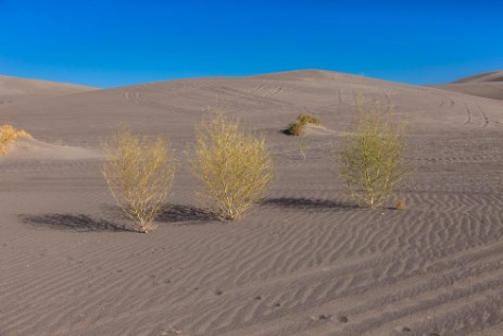 Amargosa Big Dunes in Nevada