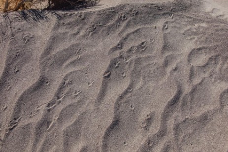 Amargosa Big Dunes 