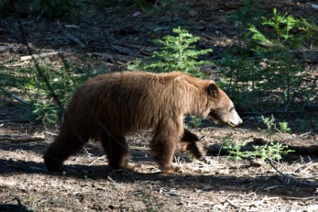 Schwarzbär im Yosemite Nationalpark