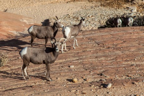 Bighorns in Zion NP