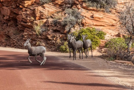 Bighorns in Zion Nationalpark