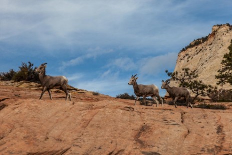 Bighorns in Zion Nationalpark