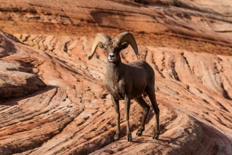 Bighorn in Zion NP