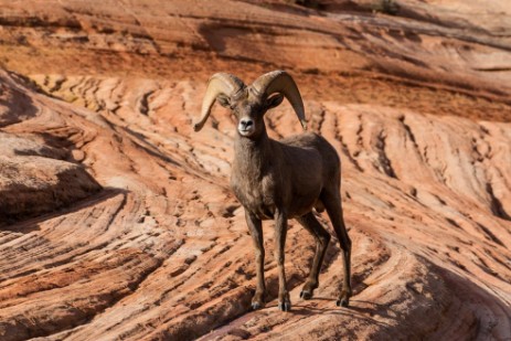 Bighorn in Zion NP