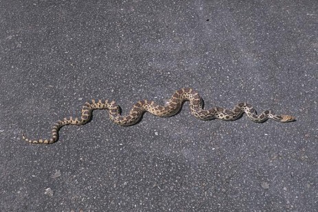 Bullsnake auf Straße