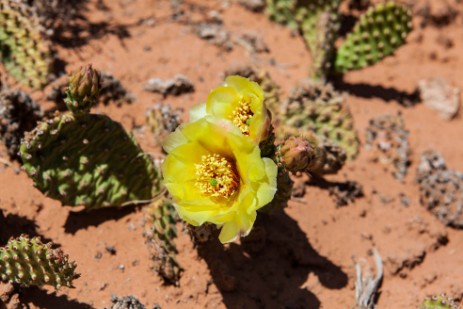 Needles - Chesler Park