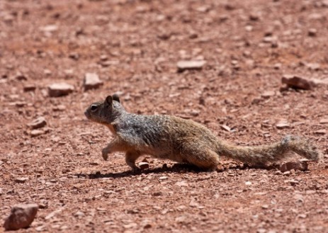 Chipmunk im Grand Canyon