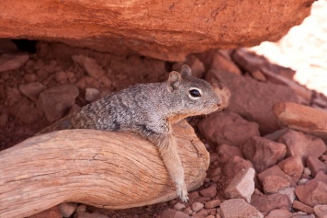 Chipmunk im Grand Canyon