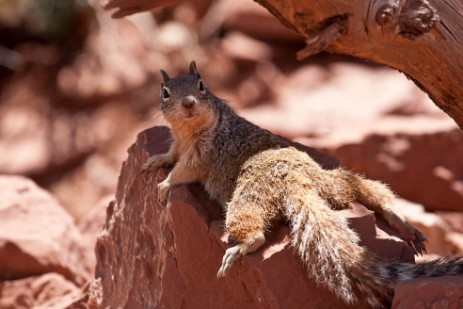 Chipmunk im Grand Canyon