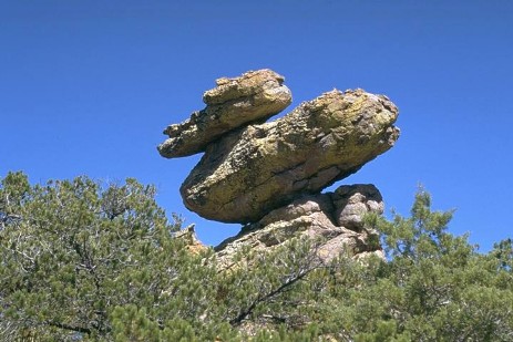 Duck on a Rock