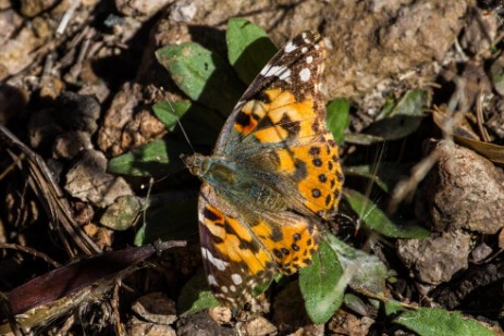 Schmetterling