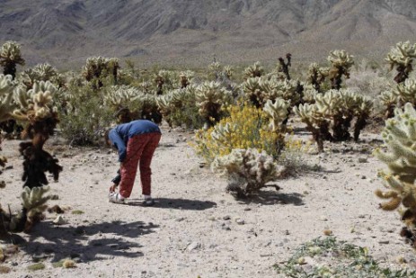 Cholla Garden