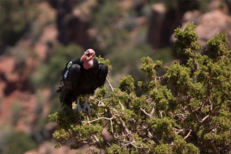 Kondor am South Kaibab Trail im Grand Canyon