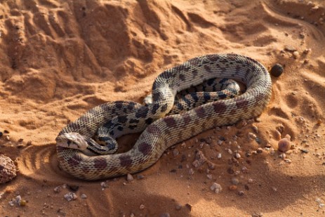 Bullsnake