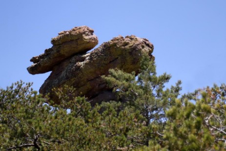 Duck on a Rock