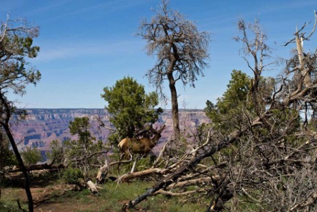 Wapiti am Grand Canyon