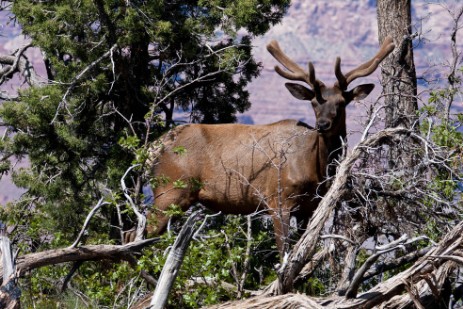 Wapiti am Grand Canyon