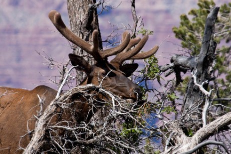 Wapiti am Grand Canyon