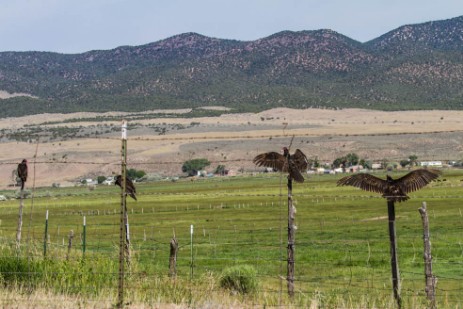 Geier auf Weg zu Great Basin Nationalpark