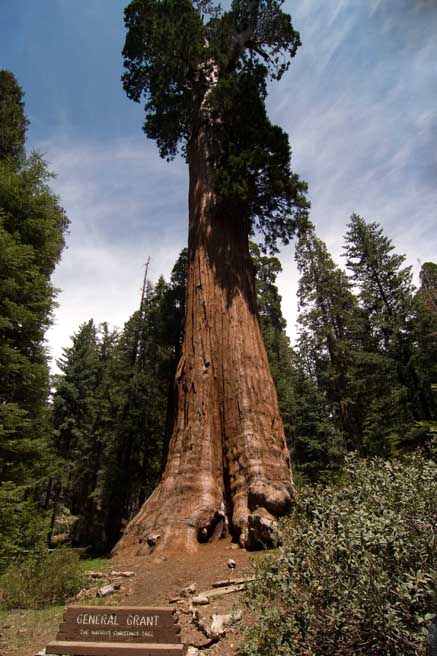 General Grant Tree