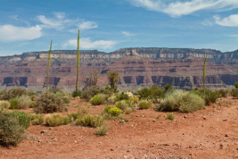 Cedar Ridge am South Kaibab Trail 