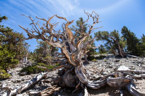 Bristlecone Cove