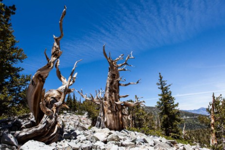 Bristlecone Cove