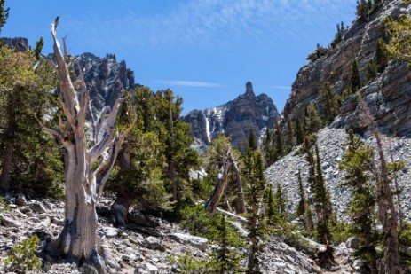 Bristlecone Cove