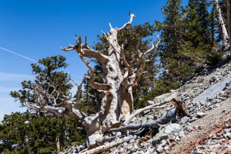 Bristlecone Cove