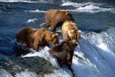 Brooks Falls - Katmai Nationalpark - Alaska