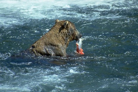 Brooks Falls - Katmai Nationalpark - Alaska